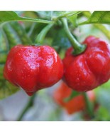 Ashe County Pimento Sweet Pepper Seeds Early Ripening Appalachiansmoky M... - $11.94
