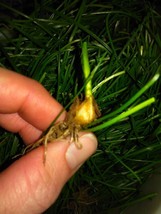 15 Wild Onion (Allium canadense) Bulbs- Fresh, Clean, &amp; Ready To Plant - £10.32 GBP