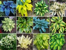 Hosta Perennial, 200 SEEDS D - $16.35