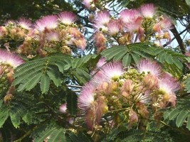 20 Mimosa Tree Seeds Albizia Julibrissin US Fast Shipping - $12.40