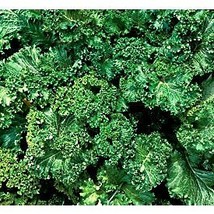 Mustard Greens Seed, Southern Giant, Heirloom, Non GMO, 200 Seeds - £4.71 GBP