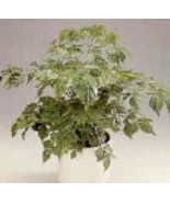 Radermachera Sinica China Doll Exotic Seeds Beautiful Garden - $13.97