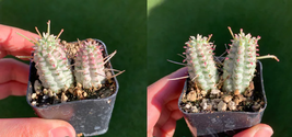 2 plants in 1 pot Corn Cob Cactus Variegated | Variegated Euphorbia mamm... - $36.99