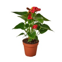 Anthurium 'Red'-4" Pot / Black Cylinder - $1,497.11 MXN