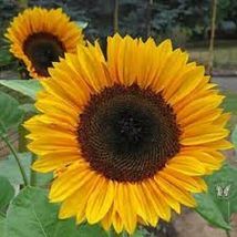 25 ProCut Horizon Sunflower Seeds #STL17 - £14.36 GBP