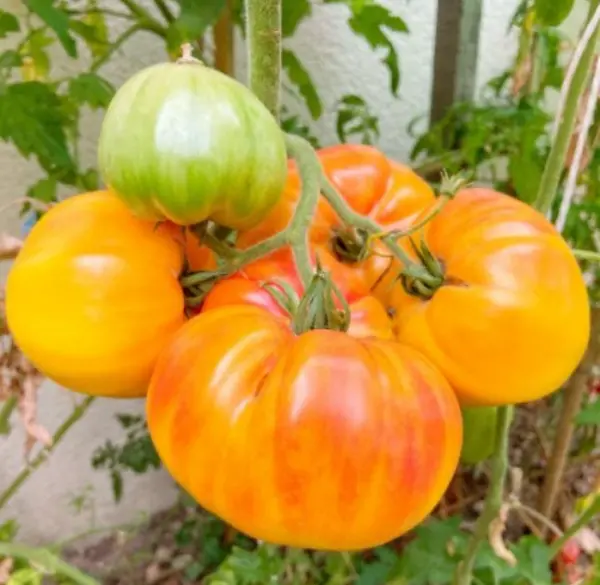 Tomato Hawaiian Pineapple Beefsteak Heirloom Indeterminate Usa Non-Gmo 30 Seeds. - £7.16 GBP