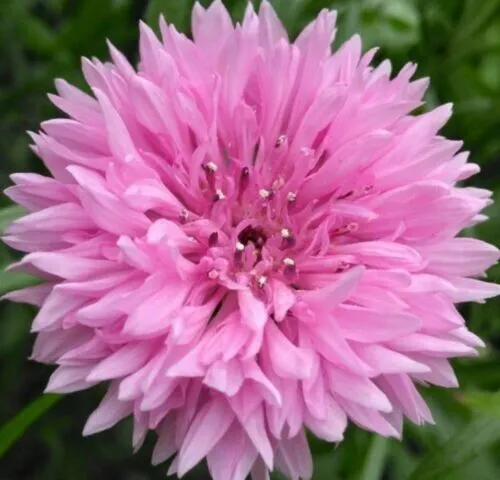 New Fresh Pink Cornflower Seeds 200 Pink Bachelor Button - $11.50