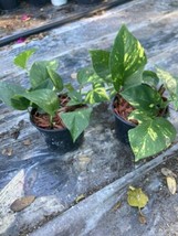 GOLDEN POTHOS INDOOR OR OUTDOOR PLANT IN A 5” POT - £7.89 GBP