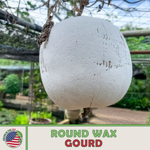 10 Round Wax Gourd Seeds, Winter Melon, Ash Gourd, Heirloom, Non-Gmo From US - £7.68 GBP