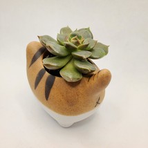 Graptoveria Olivia Succulent in Cat Planter - 2.5" Kitty Kitten Ceramic Pot image 6