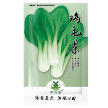 4000 Seeds Choi Seeds Green Stem Chinese Cabbage Bok Choy Four Season Ve... - £4.67 GBP