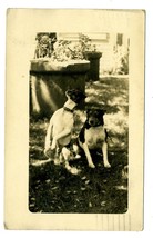 2 Marquis Cattle  Dogs Real Photo Postcard Moline Illinois 1911 - £31.62 GBP