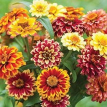 40 Zinnia Jazzy Mix Seeds Fresh Gardening USA Shipping - $11.17