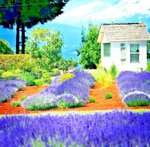 LimaJa LAVENDER 1200 SEED SPRING PERENNIAL HERB MOSQUITO INSECT REPELLEN... - $11.00
