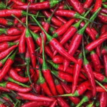 30 Seeds Thai Hot Pepper Non GMO - $7.84