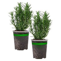 2 Pack Rosemary Plant Starter Live Plant Outdoor Garden Host Plant Non-GMO  New - £18.11 GBP