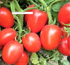 Rio Grande Tomato Seeds - Vegetable Seeds - BOGO - £0.78 GBP