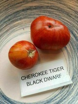 Cherokee Tiger Black Dwarf Tomato - 5+ seeds - P 350 - £1.81 GBP