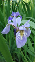 HGBO 20 Seeds Northern Blue Flag Iris Flower Seeds Perennial Iris Versicolor Fro - $8.35