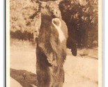 RPPC Bear on Hind Legs Yosemite National Park CA Sepia UNP Postcard V6 - $3.91