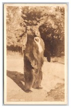 RPPC Bear on Hind Legs Yosemite National Park CA Sepia UNP Postcard V6 - £3.06 GBP