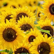 USA SELLER Country Roads Sunflower Seeds 15 Seeds Fast Shipping - £14.32 GBP