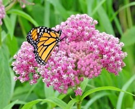 US Seller 51 Swamp Rose Milkweed Seeds Native Patio Flower - £7.44 GBP