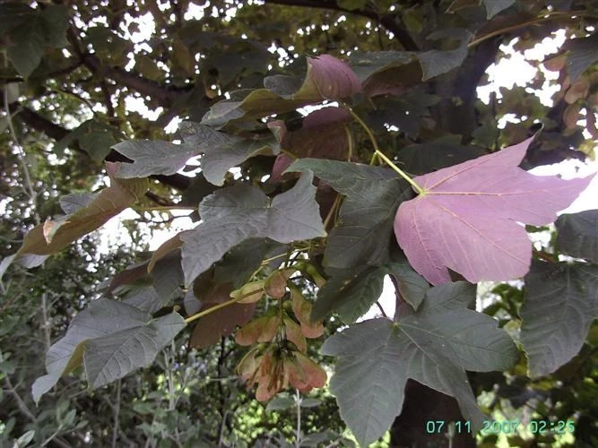 Acer pseudoplatanus purpurea RED LEAVES Seeds! - $16.42