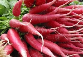 VP China Rose Radish (Chinese Winter Radish) Raphanus Sativus Vegetable 100 Seed - £2.55 GBP