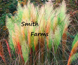 200 Seeds Green Red Yellow Pampas Grass - $9.25