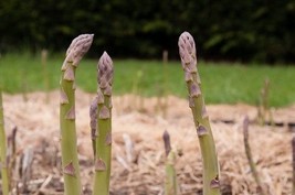 Mary Washington Asparagus Seeds - Fresh 25 Seeds - £2.34 GBP
