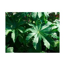 Premier Seeds Direct RIC01F Ricinus Zansibariensis Seeds (Pack of 15)  - $7.00