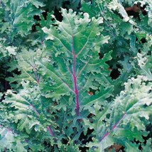 Kale Red Russian Red Stems Veins W Green Leaves 333 Seeds NonGMO - $5.00