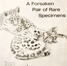 1966 Baby Snow Leopards Advertisement New York Bronx Zoo Babies Animals ... - $561.92 MXN