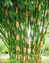 10 Giant Striped Atter Bamboo Seeds Gigantochloa Atter US Fast Shipping - $12.15