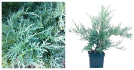 1 Plant Juniper Angelica Blue Live Quart Size Plants Juniperus Chinensis - $51.95