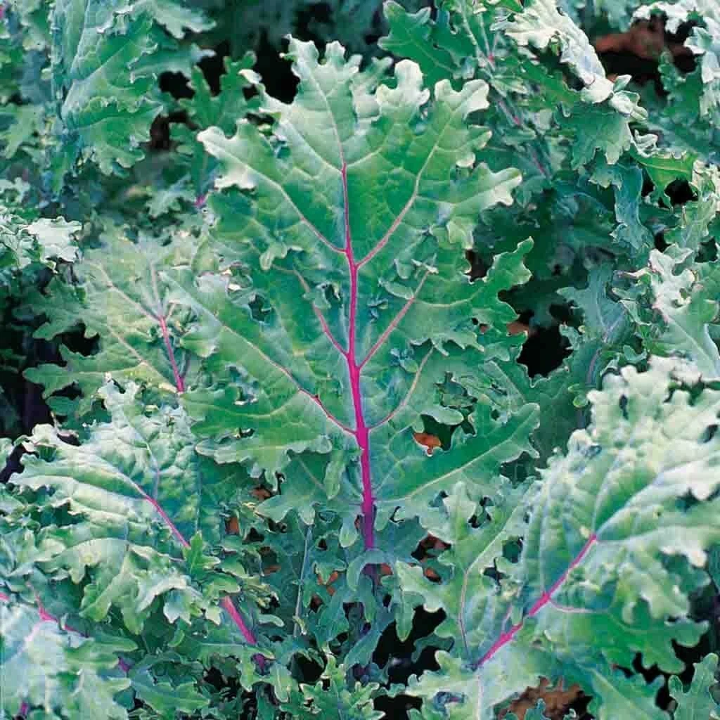 200 RED RUSSIAN KALE SEEDS HEIRLOOM  (NON-GMO !) - $6.99