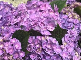 VP Lavendar Hydrangea Perennial Flowers Flower Garden 5 Seeds - £6.18 GBP