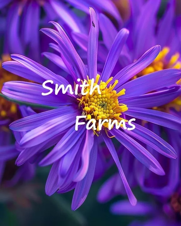 25 Seeds Purple Aster Flowers Aster Amellus Gardening USA SHIPPIING - $12.50