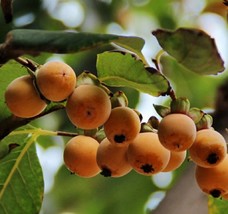 25 Date Plum Persimmon Seeds - Diospyros lotus - Healthy Edible Fruit Tr... - £11.70 GBP