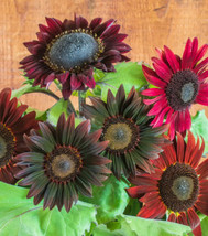 SunflowerChocolate Cherry 25 Seeds Heirloom Open Pollinated - $7.99