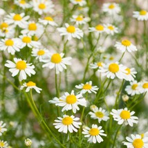 German Chamomile Seeds 2500 Herb Fragrant Groundcover Annual Fresh Garden Seeds - £3.51 GBP