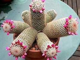 Fresh 30 Thumb Cactus Seeds - Mammillaria Matudae Cacti Seeds Ship From Usa - £14.05 GBP