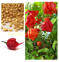 200 Seeds Ghost Pepper Chili Seeds Vegetable Fresh Red Carolina Reaper Pepper Se - $11.98