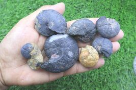 7pcs Moroccan Cheiloceras Goniatites – Real Devonian Ammonoid Fossil Lot... - $26.73