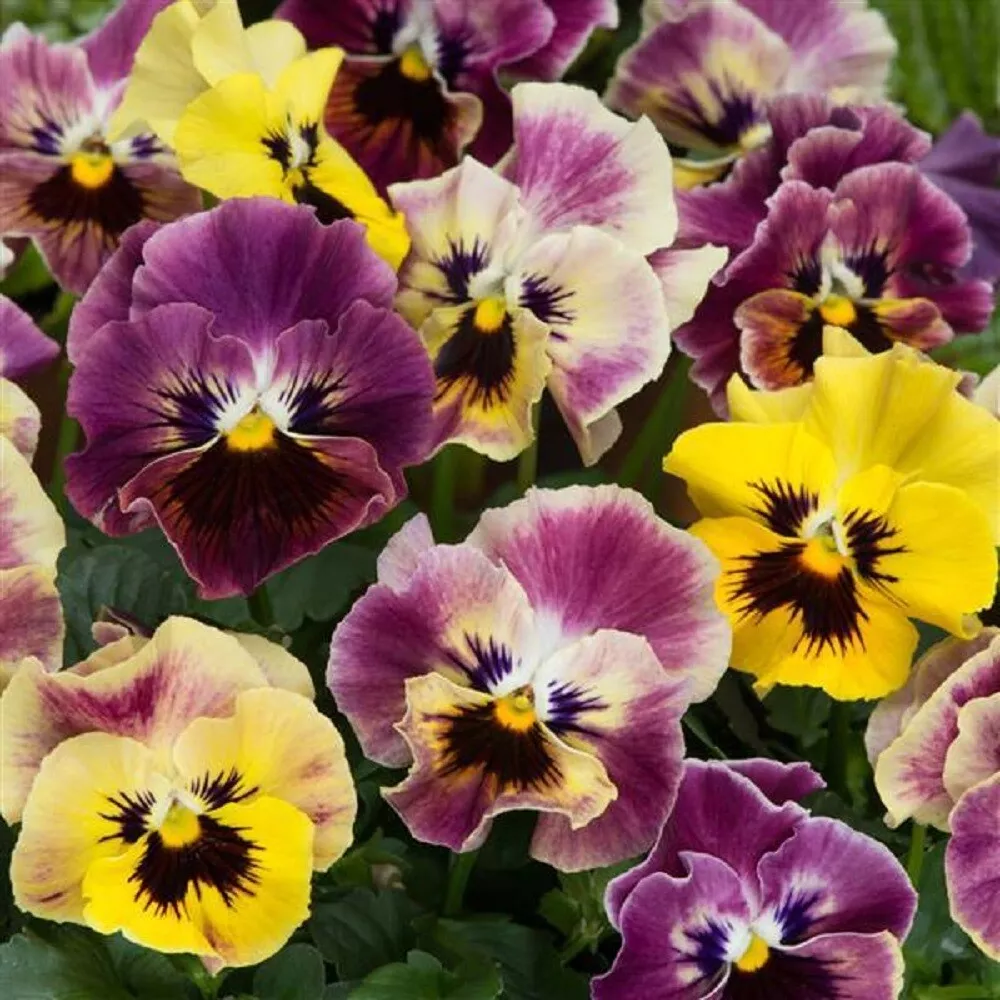 Viola Seeds Frizzle Sizzle Mini Tapestry 50 Seeds SS - £11.73 GBP