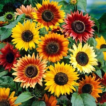 Sunflower &#39;Sungold&#39; Seeds Pack of 50 - Vibrant Yellow Blooms, Perfect for Garden - £6.79 GBP