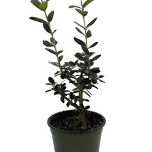 Dwarf European Olive Tree Indoors Or Out 4 inch  Pot Olea Europaea USA F... - $45.96