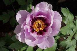 Pivoine Japanese Peony Flower, 5 Seeds D - $10.35