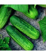50 Seeds Pioneer F1 Cucumber Seeds NON-GMO Heirloom Fresh Garden Seeds - £9.64 GBP